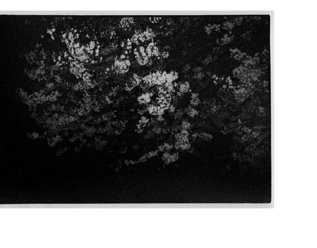 arbol