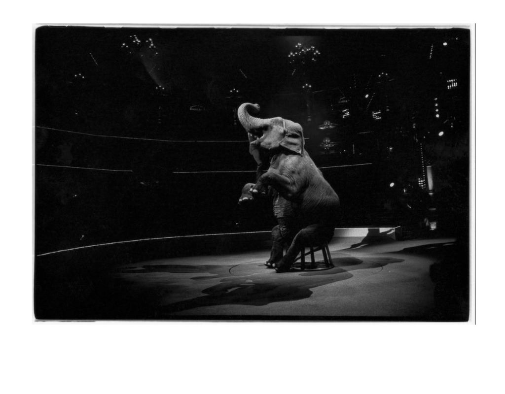 elefante